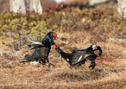 Birkhahnbalz - Black Grouse Courtship